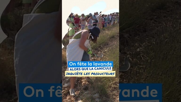 On fête la lavande alors que la canicule inquiète les producteurs