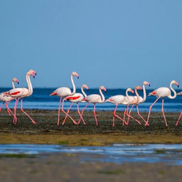 « On peut s’attendre à une durée de vie maximale de 60 ans » : cinq choses à savoir sur les flamants roses (Ouest-France)