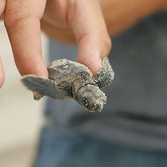 Sauvés d’une inondation, des dizaines de bébés tortues caouannes rejoignent la mer sains et saufs  (Ouest-France)