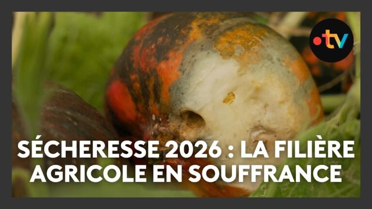 Sécheresses à répétition : cette agricultrice constate des pertes et des maladies dans ses cultures