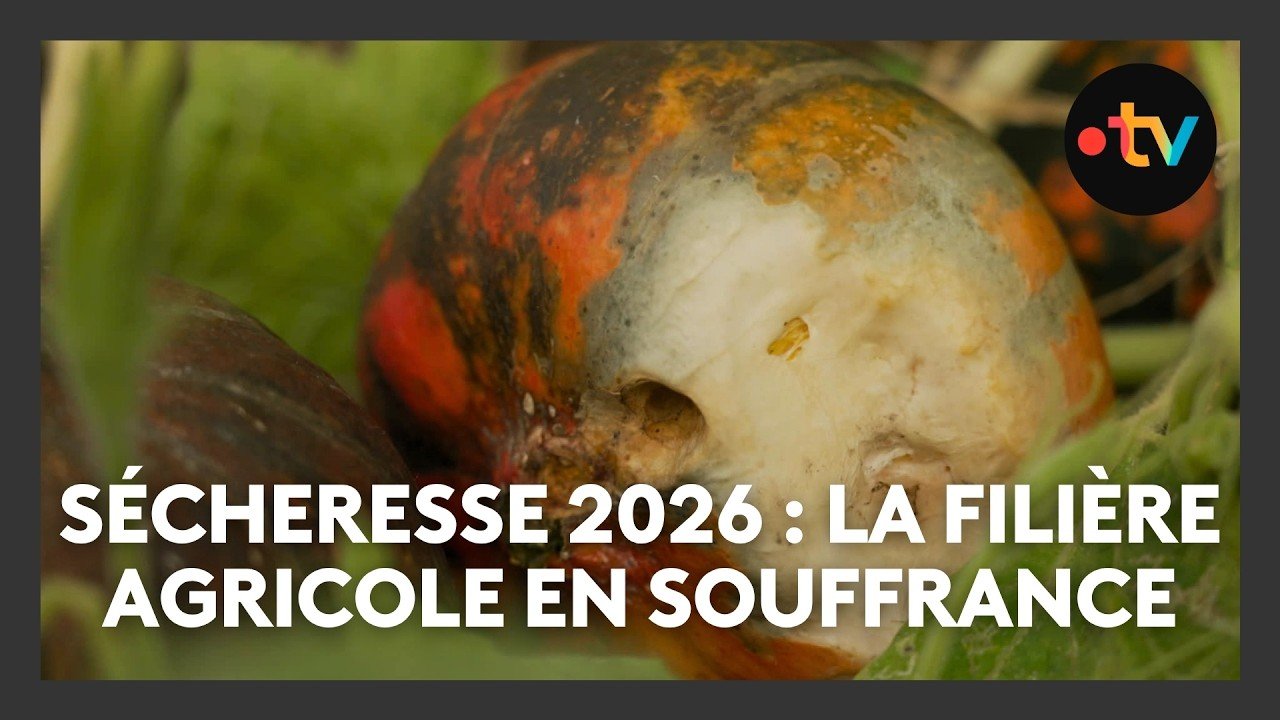 Sécheresses à répétition : cette agricultrice constate des pertes et des maladies dans ses cultures