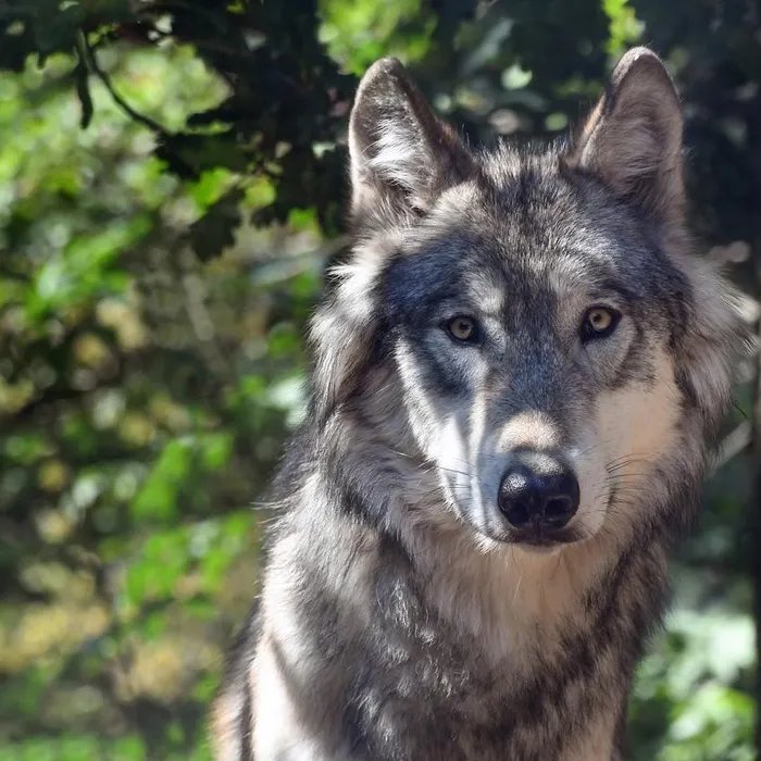 Un loup filmé à proximité des habitations près de Nice, les habitants inquiets : « Ce n’est pas très rassurant »  (Ouest-France)
