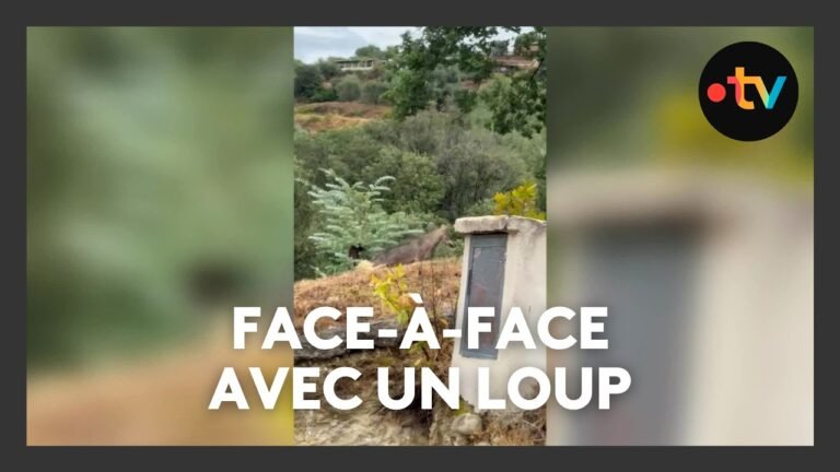 Un loup s&rsquo;aventure aux portes de Nice : une rencontre inattendue
