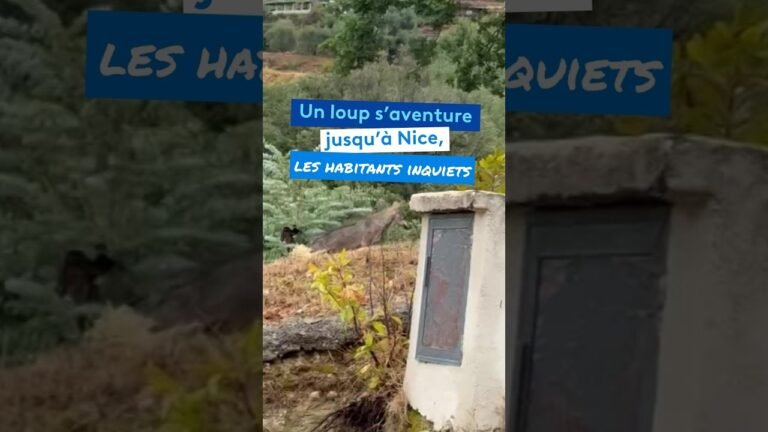 Un loup s&rsquo;aventure jusqu&rsquo;à Nice, les habitants inquiets