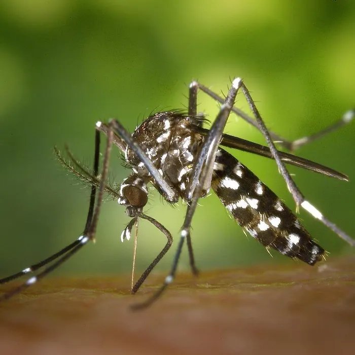 Un premier cas de dengue autochtone confirmé à Marseille, le patient piqué par un moustique tigre (Ouest-France)