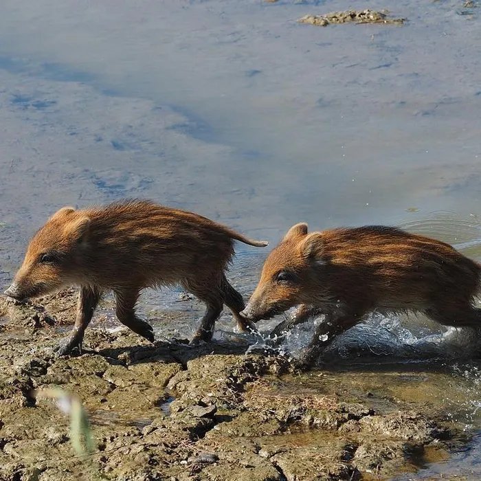Un sanglier et ses deux marcassins s’invitent sur une plage du Var en plein jour  (Ouest-France)