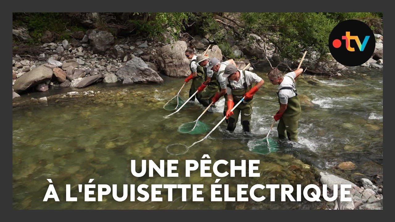 Une pêche à l&rsquo;épuisette électrique pour le recensement de la faune des cours d’eau des Hautes-Alpes