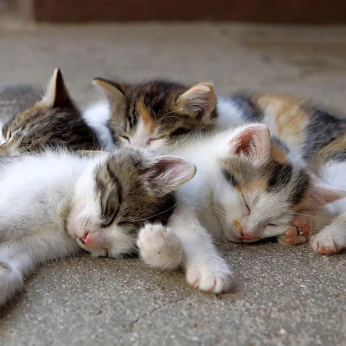 Abandonnés au bord d’une rivière du Var, des chatons recueillis par un collectif et placés en famille d’accueil  (Ouest-France)
