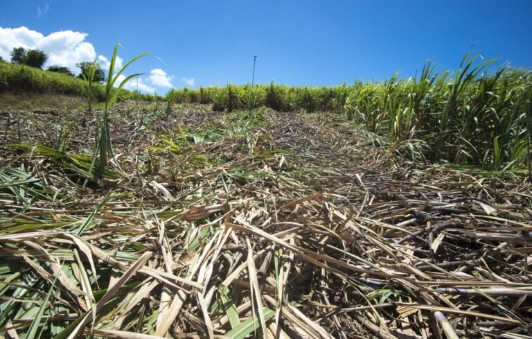 Antilles : En Guadeloupe, la sécheresse met en péril la future récolte de canne à sucre