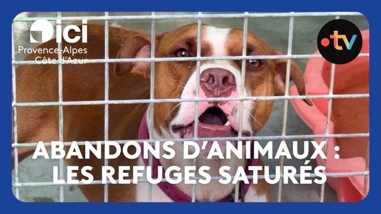 Après un nombre record de chiens abandonnés cet été, les refuges sont saturés