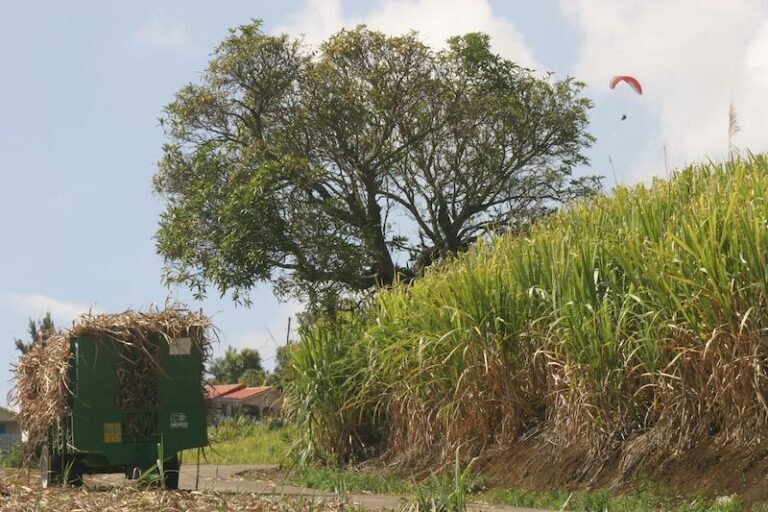 Canne à sucre à La Réunion : il est temps de tout revoir