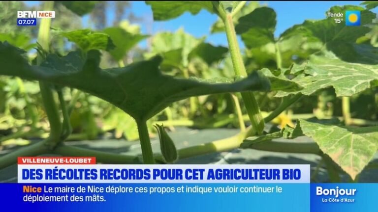 Ce maraîcher bio écoule difficilement ses stocks pourtant il s&rsquo;agit de ses meilleures récoltes