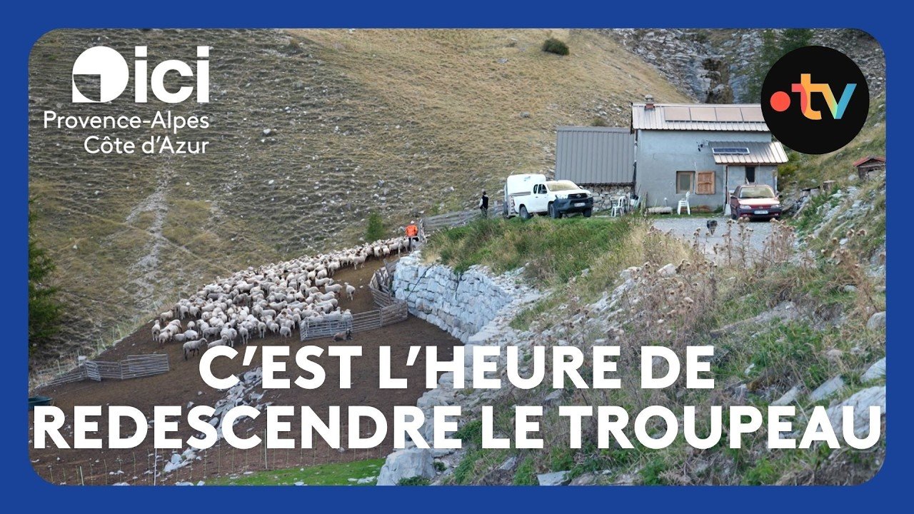 C&rsquo;est la fin de l&rsquo;été, pour les bergers, il est temps de redescendre les brebis