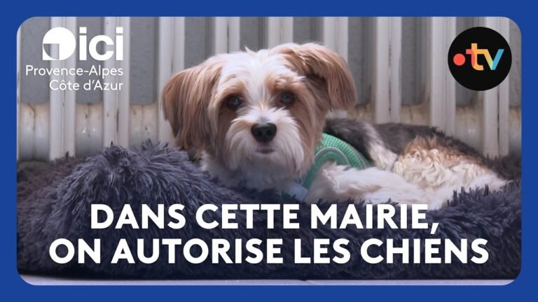 Dans cette mairie, les employés peuvent venir avec leurs chiens