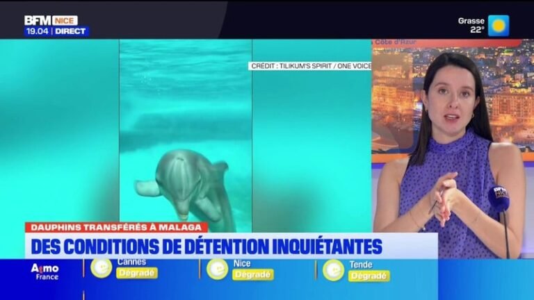 Dauphins transférés de Marineland à Malaga