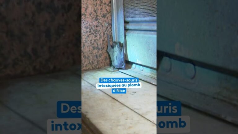 Des centaines de chauves-souris contaminées au plomb tombent des murs où elles nichent à Nice