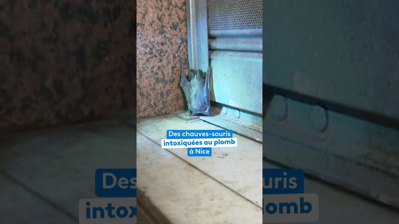 Des centaines de chauves-souris contaminées au plomb tombent des murs où elles nichent à Nice
