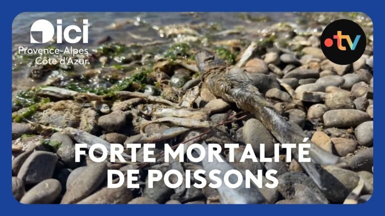 Des centaines de poissons morts échoués sur les plages, en raison des fortes chaleurs cet été