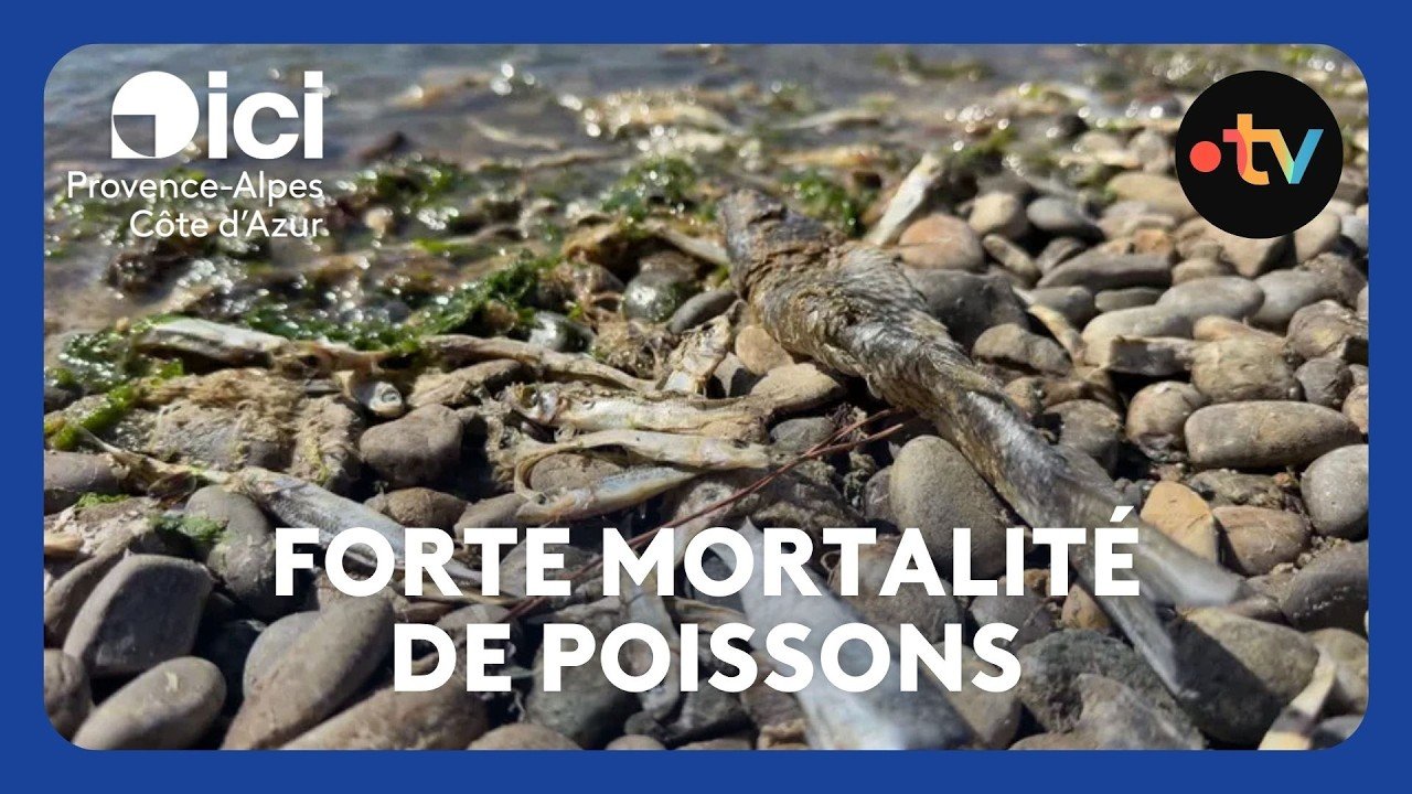 Des centaines de poissons morts échoués sur les plages, en raison des fortes chaleurs cet été