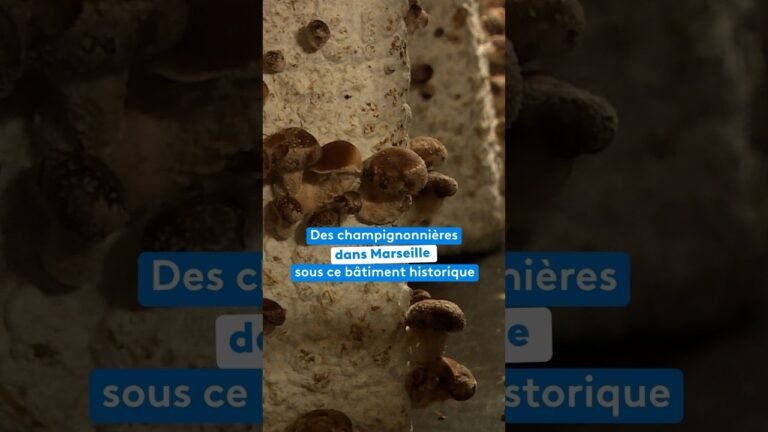 Des champignonnières dans Marseille sous ce bâtiment historique de la Seconde Guerre mondiale