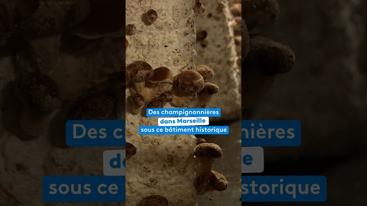 Des champignonnières dans Marseille sous ce bâtiment historique de la Seconde Guerre mondiale