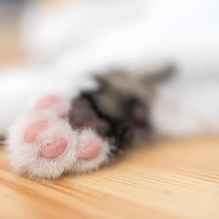 « Elle avait vraiment des douleurs abominables » : une chatte meurt après avoir reçu un tir dans le poumon  (Ouest-France)