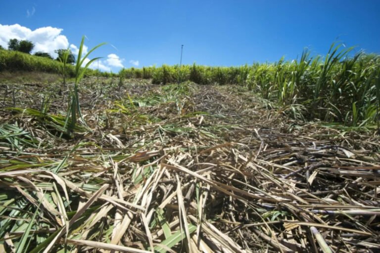En Guadeloupe, la sécheresse met en péril la future récolte de canne à sucre