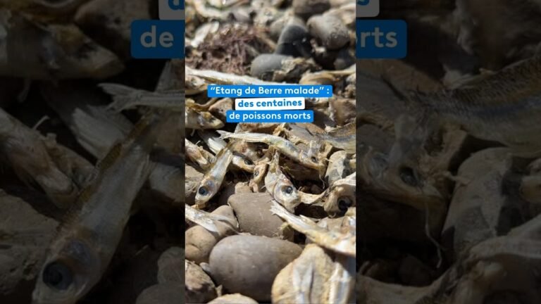 “Etang de Berre malade” : des centaines de poissons morts