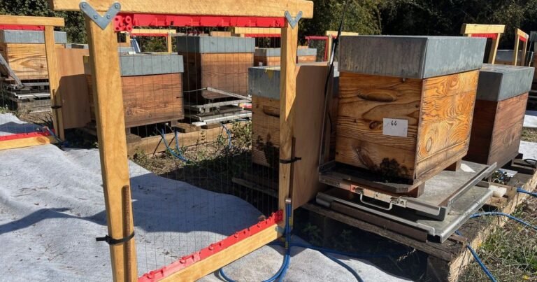 Face aux frelons asiatiques, des harpes électriques sont expérimentées à Cannes pour protéger les ruches