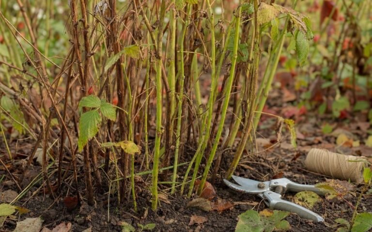 Framboisiers : l’astuce visuelle du « gris ou vert » pour tailler sans se tromper et avoir des fruits géants en juin