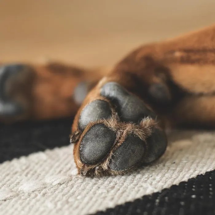 Il avait volé une chienne dans un refuge, un homme condamné à six mois de prison dans les Alpes-Maritimes  (Ouest-France)