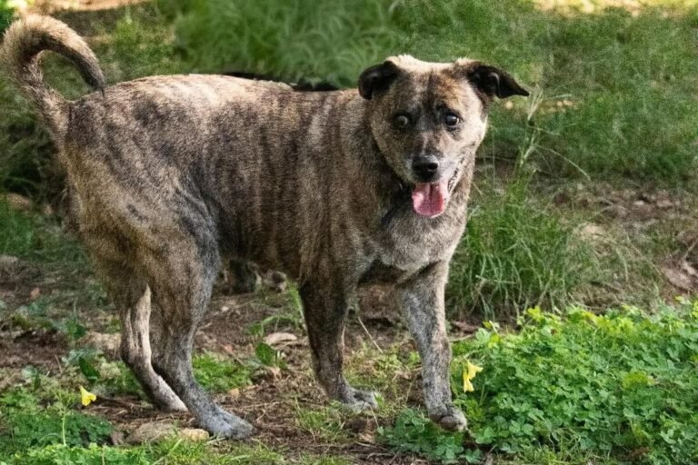 « Il dit être passé par le terrain d’à côté et avoir escaladé le grillage » : ce que l’on sait du vol de la chienne Poska dans ce refuge près de Cannes