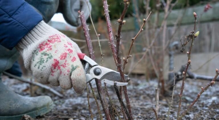 « Il me disait toujours d’attendre » : ce secret d’un ancien pour ne plus jamais ruiner la récolte de framboisiers