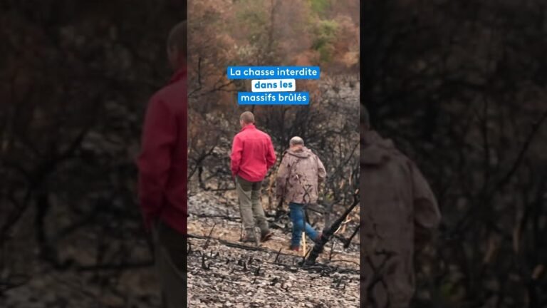 La chasse interdite dans les massifs brûlés