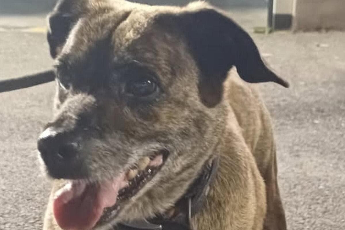 La petite chienne malade volée dans ce refuge près de Cannes a été retrouvée