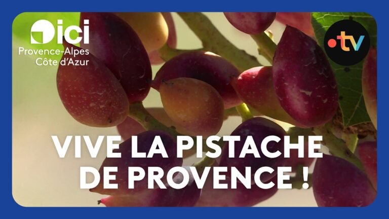 La pistache est de retour en Provence après avoir été oubliée depuis un siècle