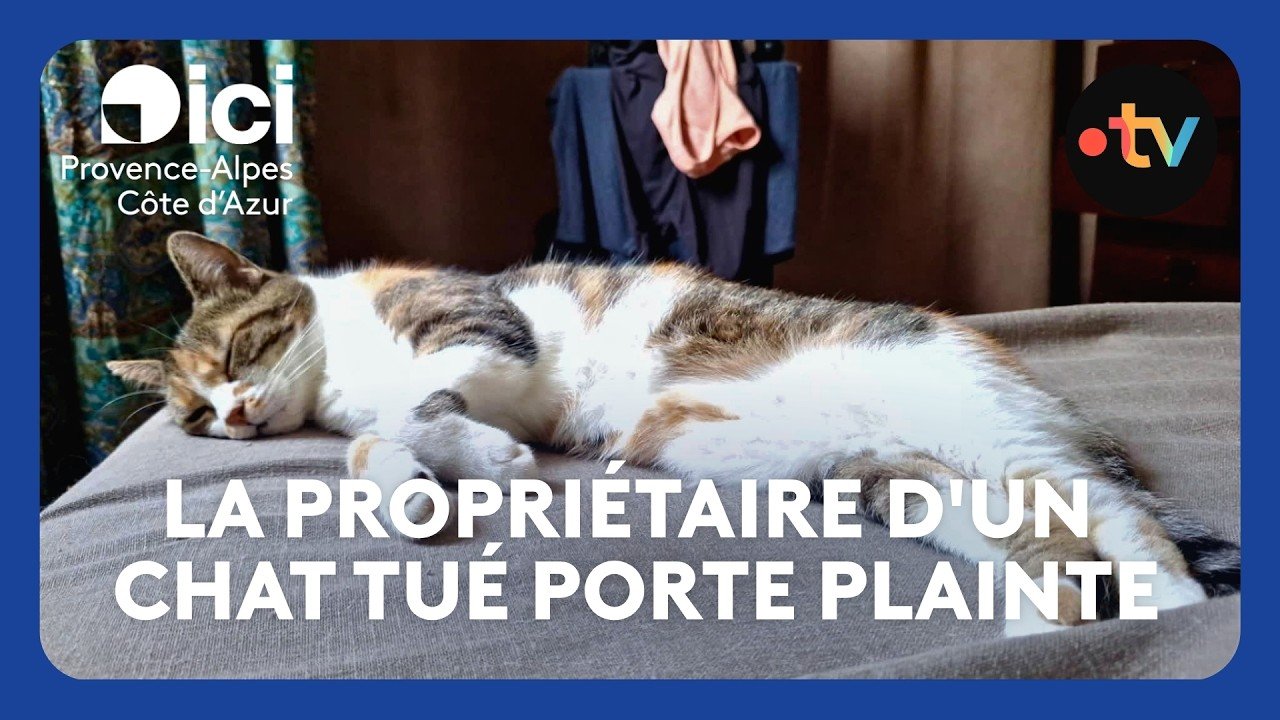 La propriétaire d&rsquo;un chat tué d&rsquo;un tir de carabine à plomb porte plainte, une enquête ouverte