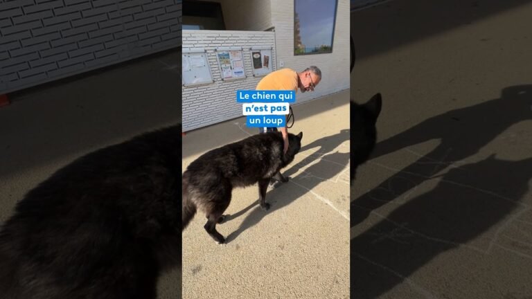Le chien qui n&rsquo;est pas un loup