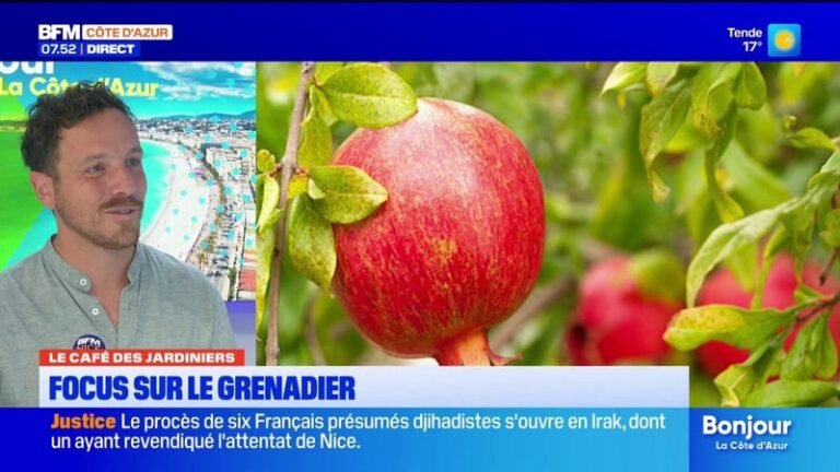 Le grenadier, symbole de fécondité, qui prospère sur la Côte d’Azur