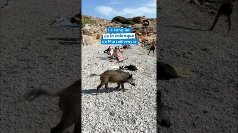 Le visiteur de la calanque : un sanglier s’est invité sur la plage de la calanque de Mareilleveyre