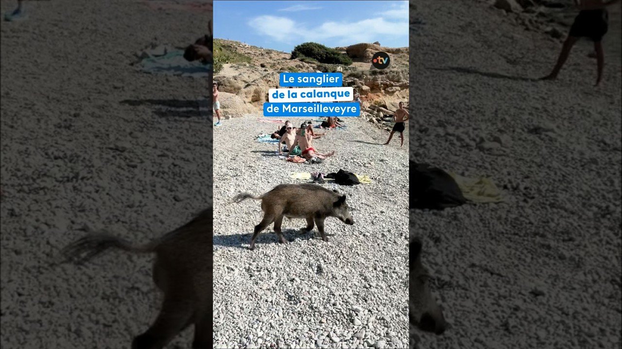 Le visiteur de la calanque : un sanglier s’est invité sur la plage de la calanque de Mareilleveyre
