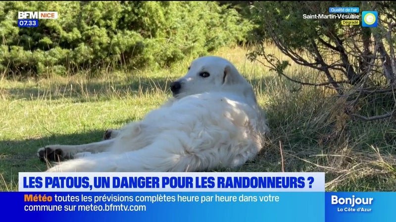 Les patous : Un danger pour les randonneurs