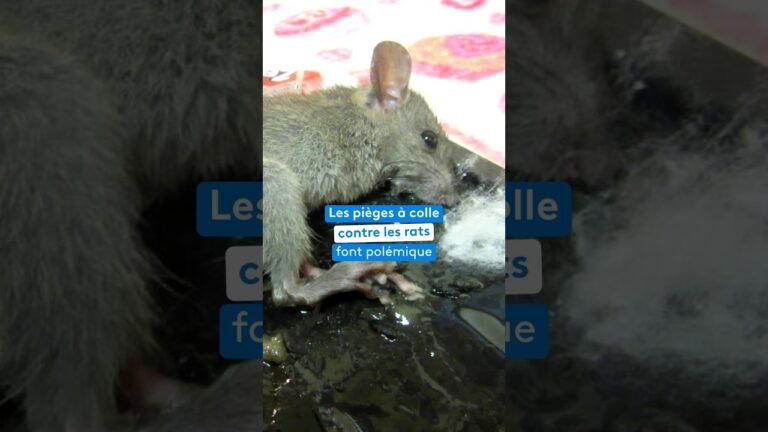 Les pièges à colle contre les rats font polémique
