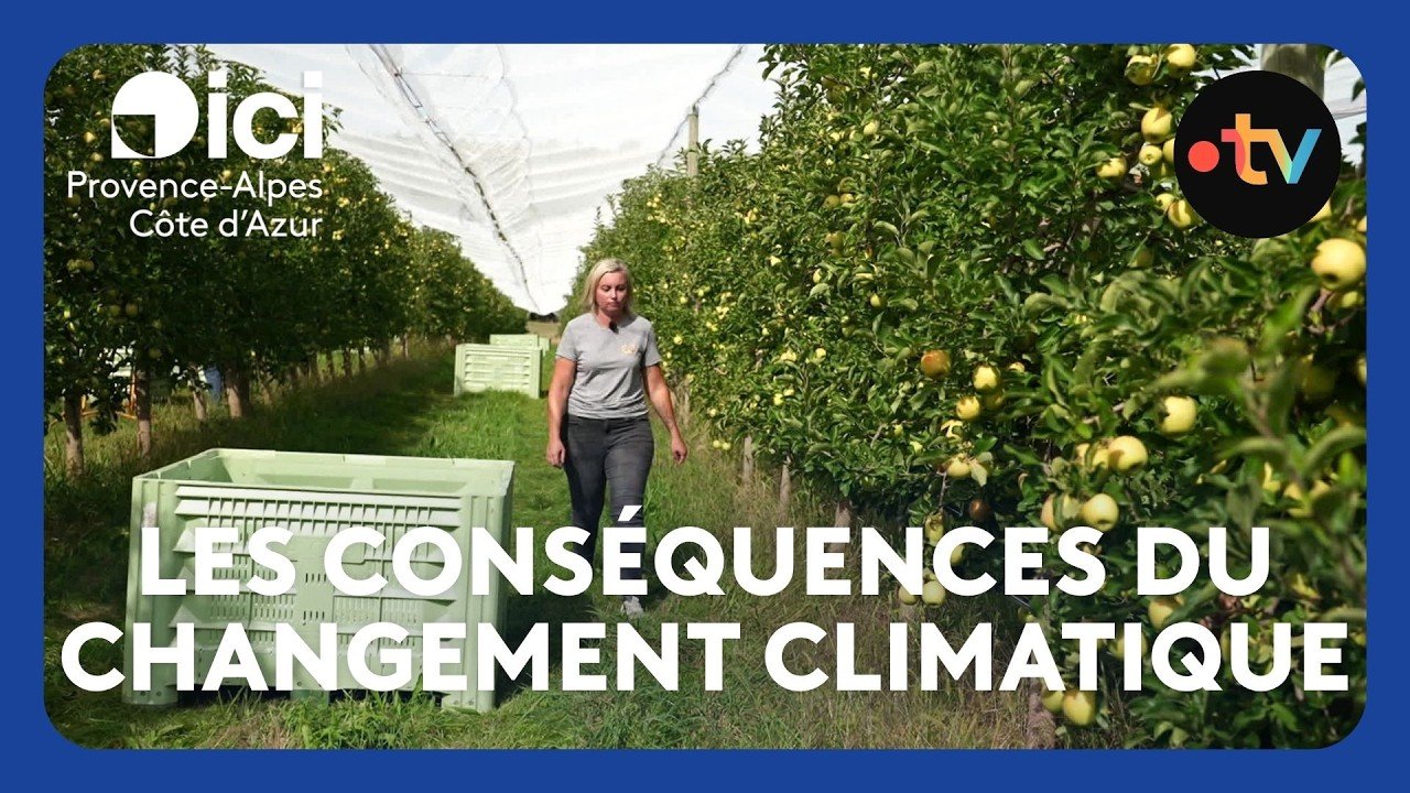 Les variations climatiques impactent la récolte des pommes et des poires dans les Alpes