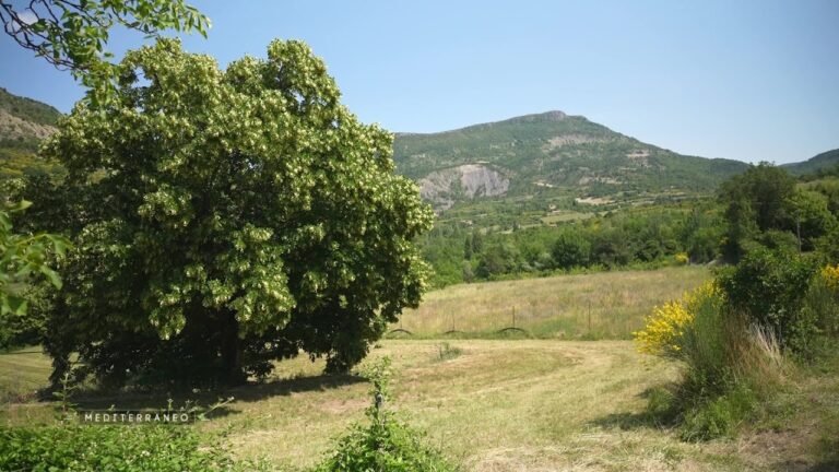 MEDITERRANEO – En Drôme provençale, la filière du tilleul pourrait connaître un nouvel essor