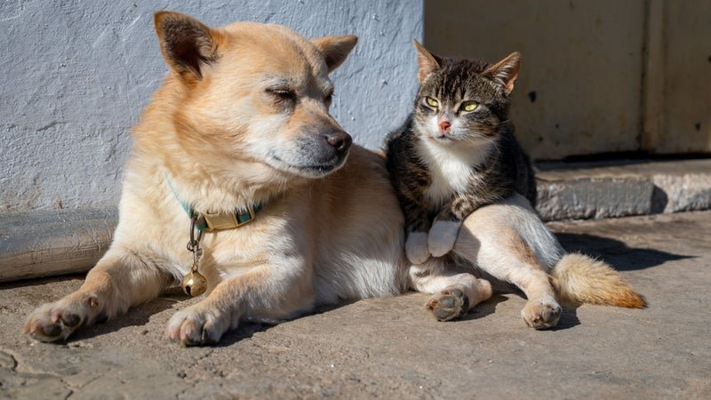 « Nous sommes épuisés »: des associations de protection animale expriment leur colère à Nice