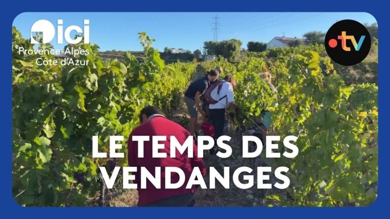 On vendange déjà près de Nice