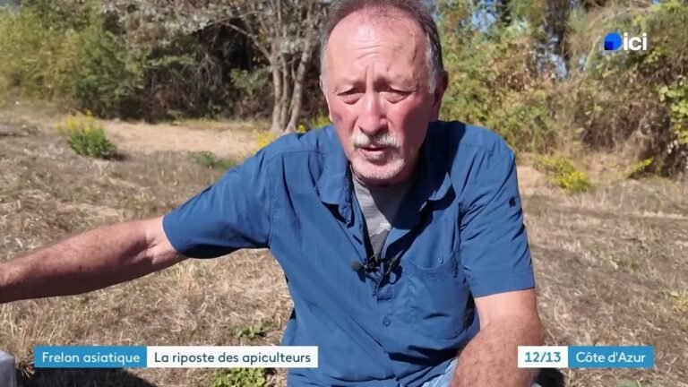 Pour les apiculteurs, il y a urgence à lutter contre le frelon asiatique