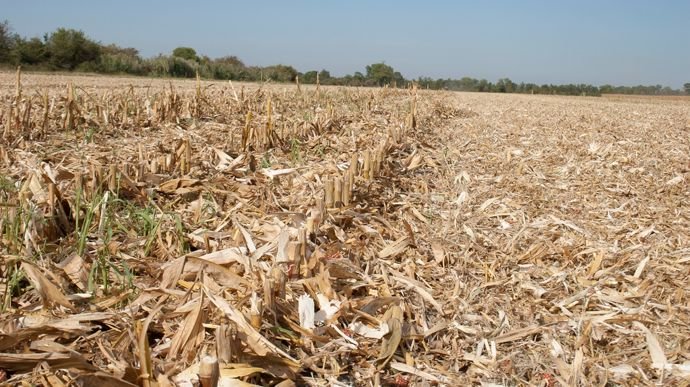 Pyrale et sésamie : un broyage fin s’impose