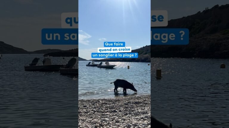 Que faire quand on croise un sanglier à la plage